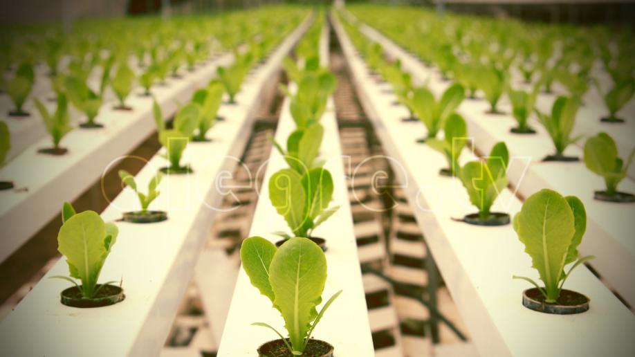 Το Υδροπονικό Θερμοκήπιο της General Hydroponics