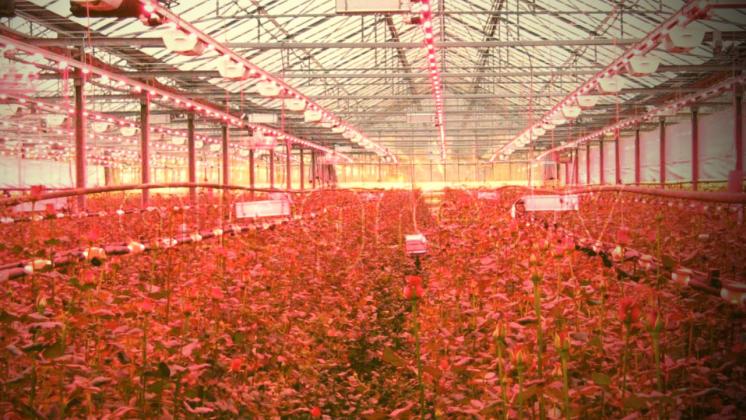 strawberry-with-hydroponics-and-led-lighting-indoors