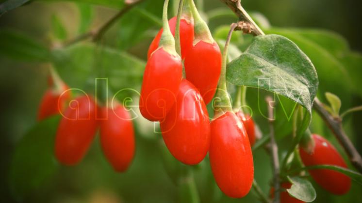 Hydroponics Goji Berries GHE