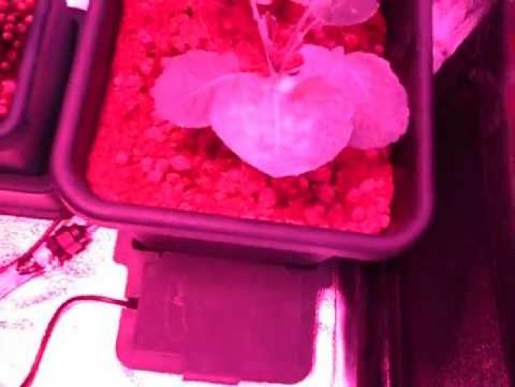 Intercropping broccoli in autopot lettuce in aeroponics