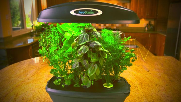 Οικιακό υδροπονικό σύστημα Aerogarden με βασιλικό