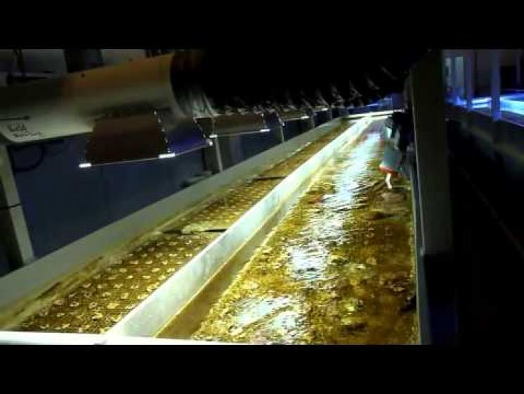 Aquaponics coral with artificial lighting Gavita Plasma