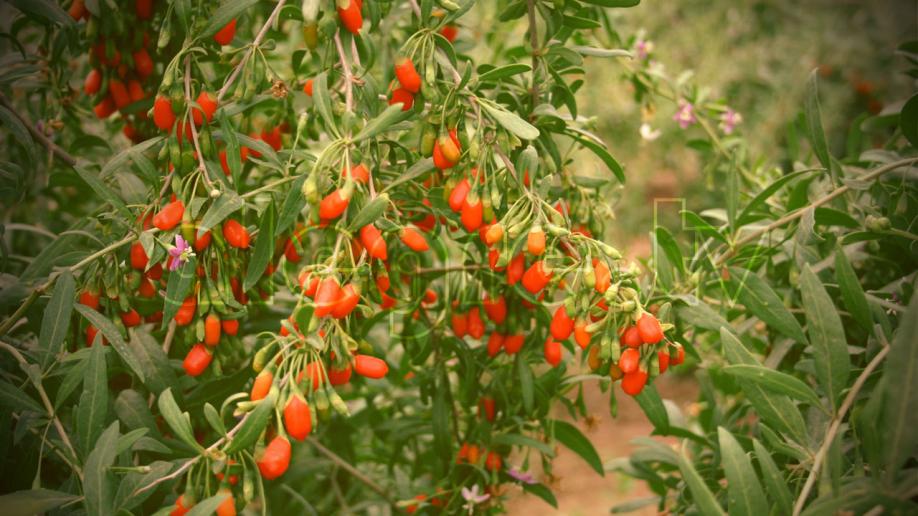 Χρήση Ατταπουλγίτη σε καλλιέργεια Goji Berry