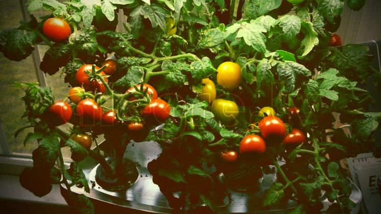 Home hydroponic system Aerogarden with tomatoes